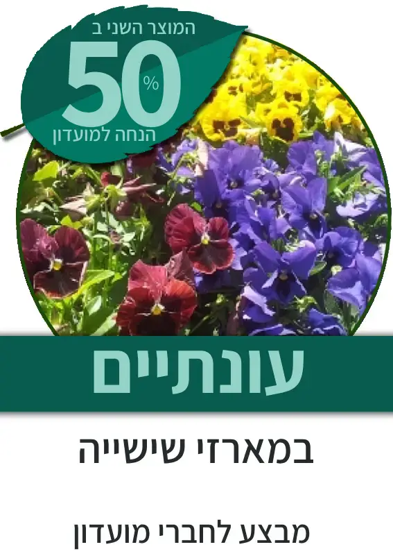עונתיים במארז שישייה